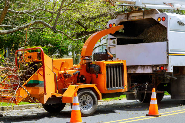 Best Tree Risk Assessment  in Mcgraw, NY